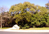 Oak View Park